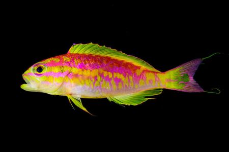 The dazzling pink and yellow fish is the only member of its genus known to reside in the Atlantic rather than the Pacific