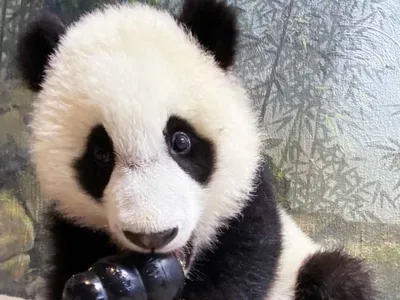 Beginning next month, visitors will be able to meet baby panda cub Xiao Qi Ji in person.When the Zoo opens on May 21, visitors will be able to meet baby panda cub Xiao Qi Ji in person. But fair warning—he might be napping.
