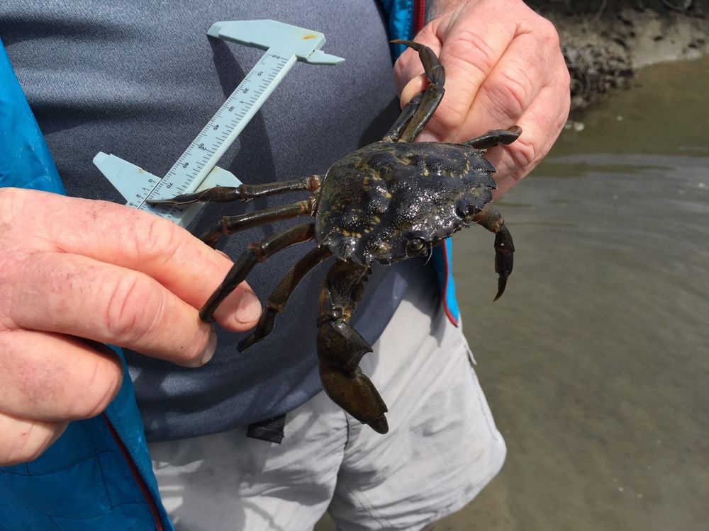 A person holds a green crab and a measuring device
