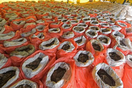 Photo shows seized pangolin scales and elephant ivory in Singapore this July
