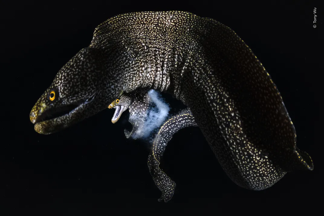 a large moray eel and a much smaller one, illuminated by a point of light
