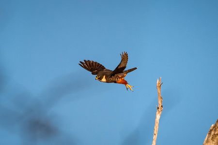 The bat falcon in Santa Ana National Wildlife Refuge in Alamo, Texas