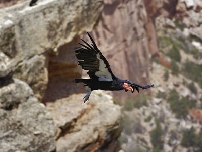 In the 1980s, there were only 22 surviving California condors. Now, after careful conservation measures, there are over 300 in the wild and 200 in captivity. (The above bird is not Milagra.)
