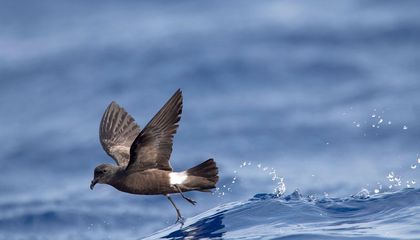 This Tiny Hawaiian Island Is Free of Invasive Rats