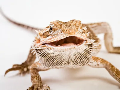 A bearded dragon moves in for a close-up. The Australian lizards face threats from habitat loss and rising temperatures.