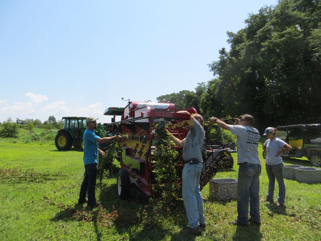 Hops are harvested at the University of Maryland farm.