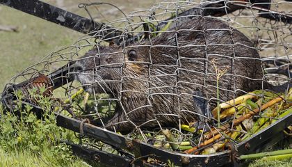 Large Invasive Rodents Are Wreaking Havoc in California. New Research Suggests Someone Deliberately Introduced Them
