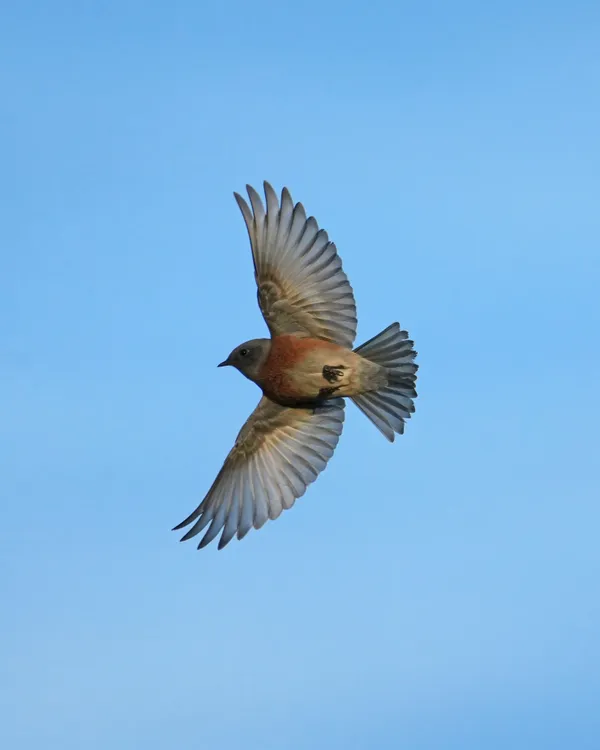 Western Bluebird in the midair thumbnail