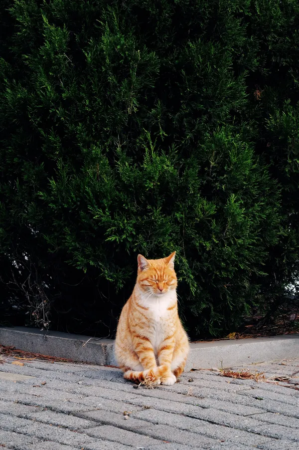 A cat is meditating in the forest park. thumbnail