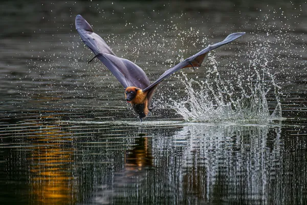 Dancing on the water thumbnail
