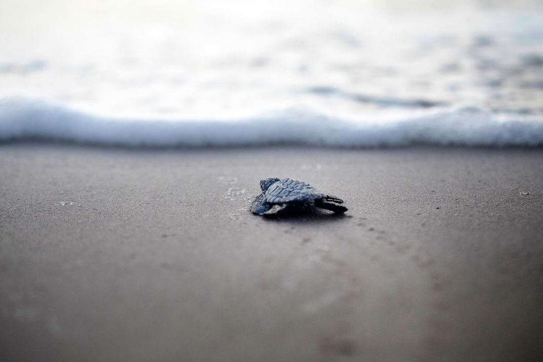 Hatchling Kemp's Ridley