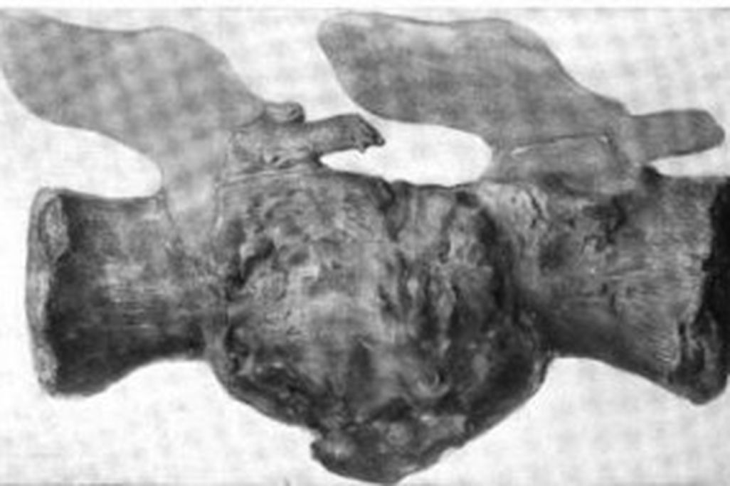 20110520083202dinosaur-tail-infected-300x190.jpg