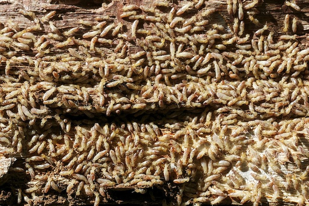 20120727105006termites.jpg