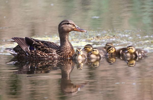 Female Mallard with its ducklings thumbnail