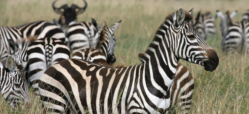  Herd of zebra 