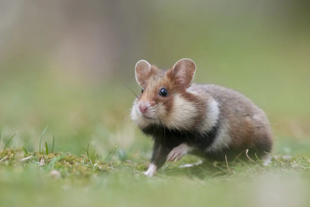 European Hamster