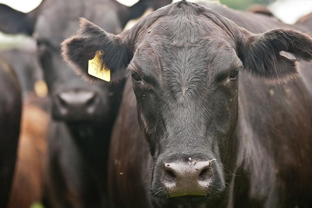Black Angus Cow