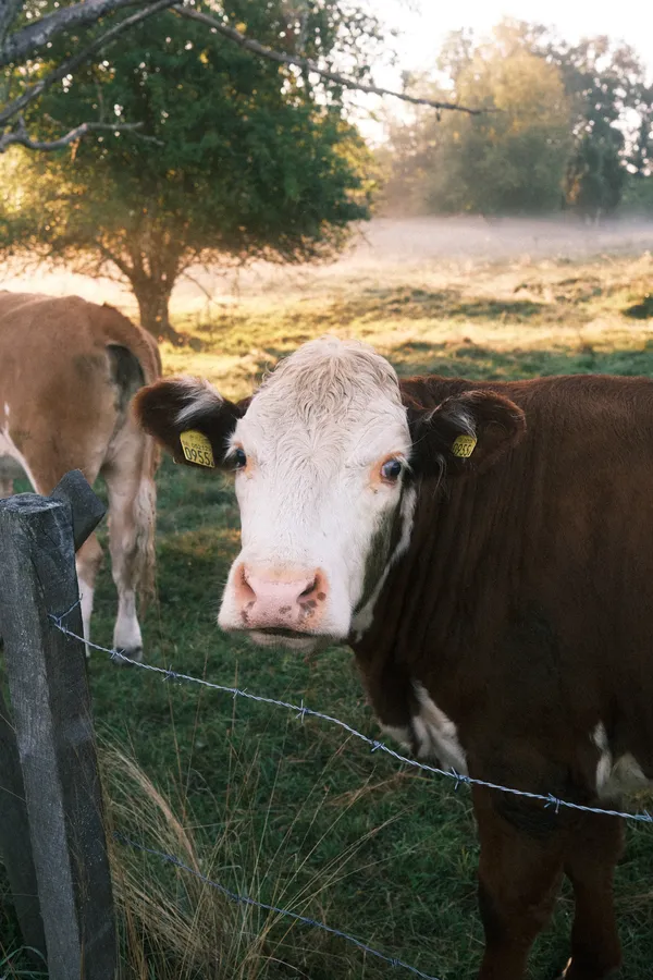 Morning Encounter: A Cow in the Fog thumbnail