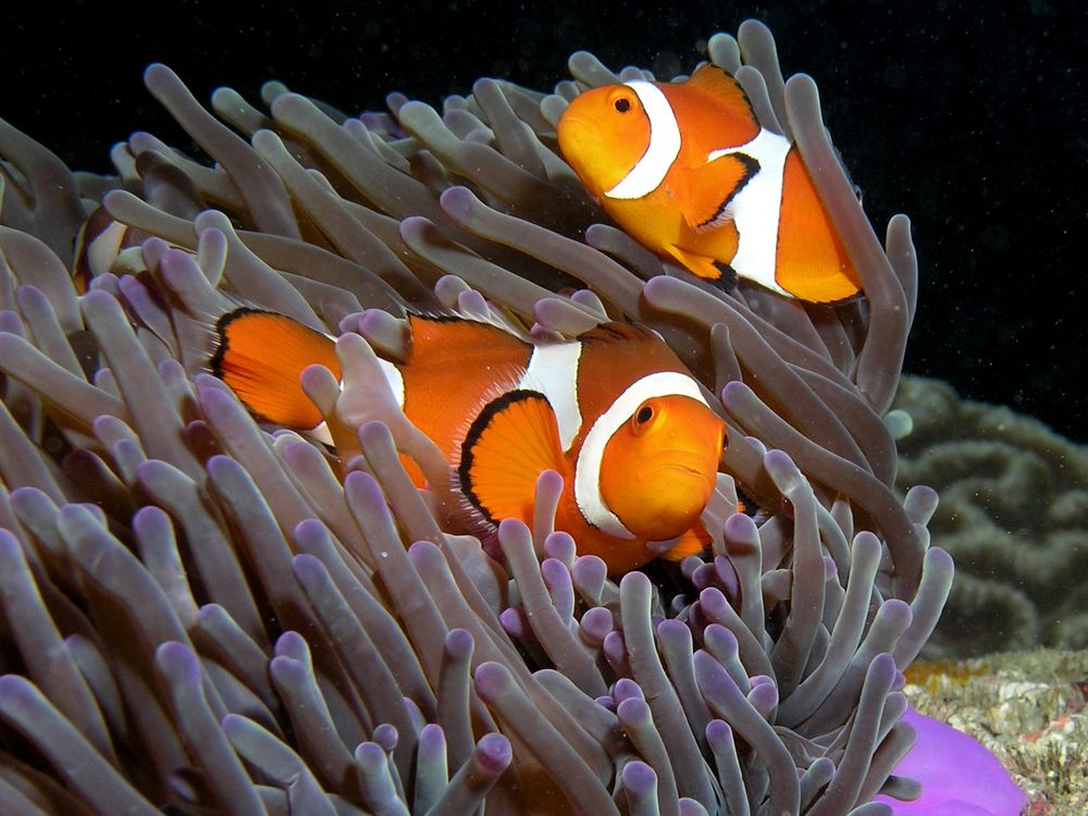 Anemone_purple_anemonefish.jpg