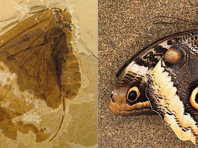 An image of the fossilized lacewing Oregramma illecebrosa, left, and the modern owl butterfly Calico Memnon, right.