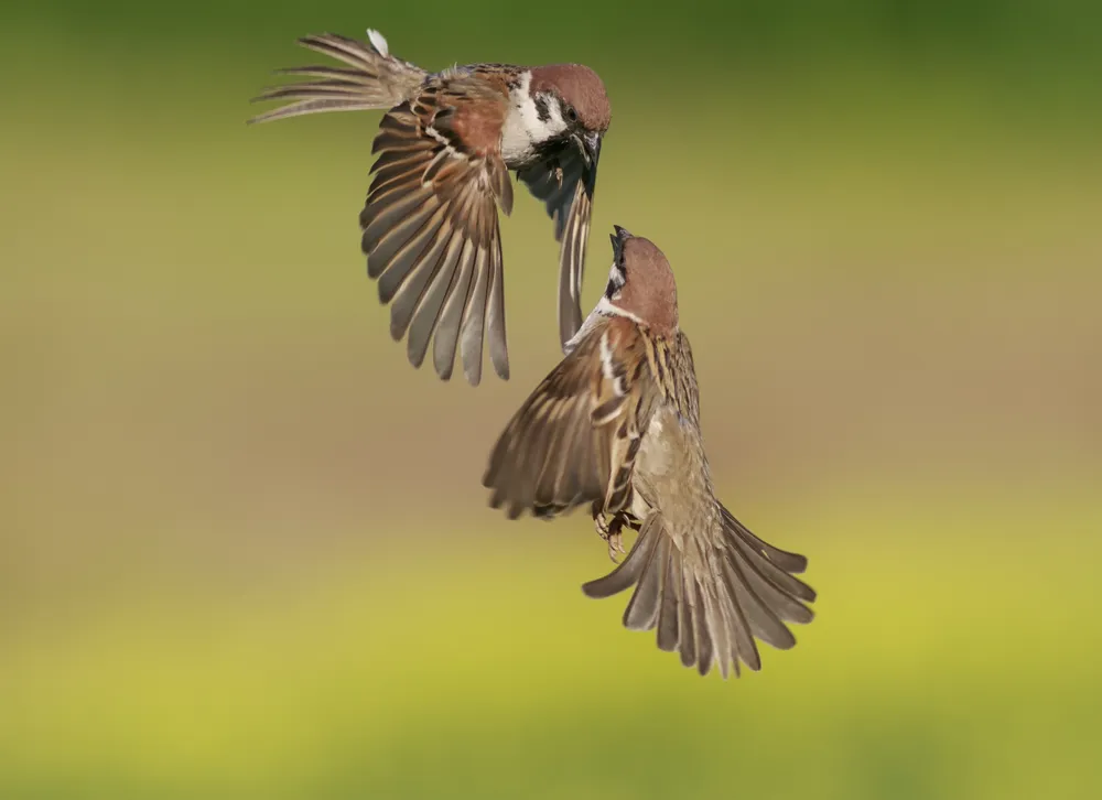 Sparrows in the garden fight during mating season.