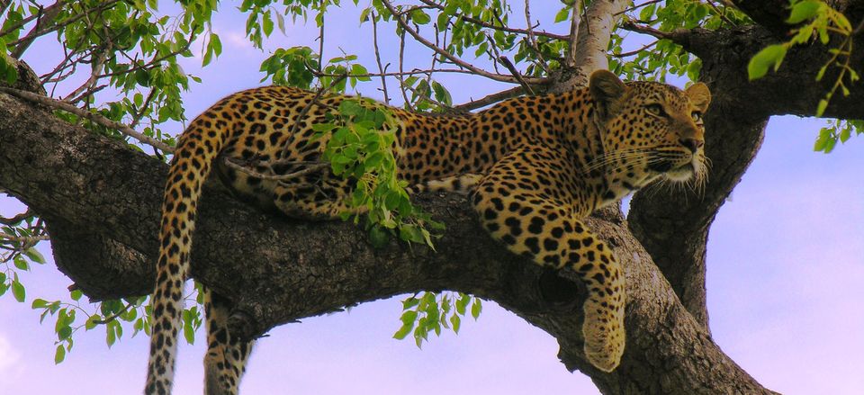  A leopard in South Africa. 