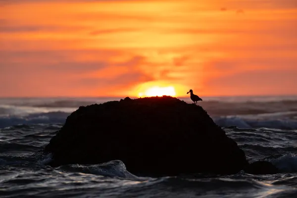 Black Oystercatcher with an Oyster thumbnail