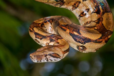 Boa constrictors seem to deliver death not through suffocation, but by cutting off blood flow to the heart and brain.  