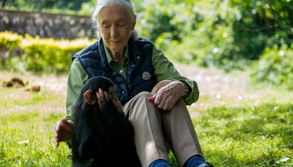 Jane Goodall, Legendary Primatologist and Anthropologist, Dies at 91
