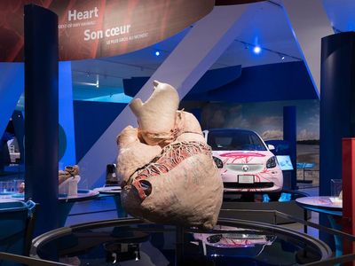 The preserved whale heart weighs approximately 400 pounds. 