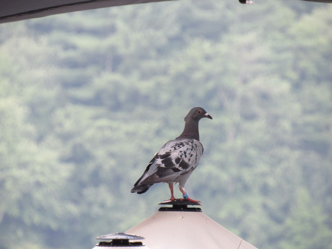 A Homing Pigeon ~ Looking For Home | Smithsonian Photo Contest ...