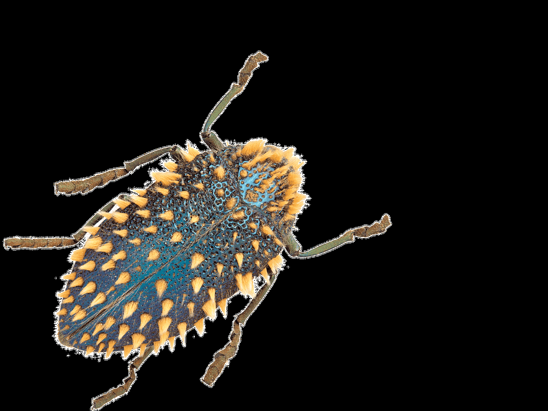 Brush jewel beetle