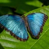 1_A6701600_Morpho butterfly_Connor Evans-Blake copy.jpg
