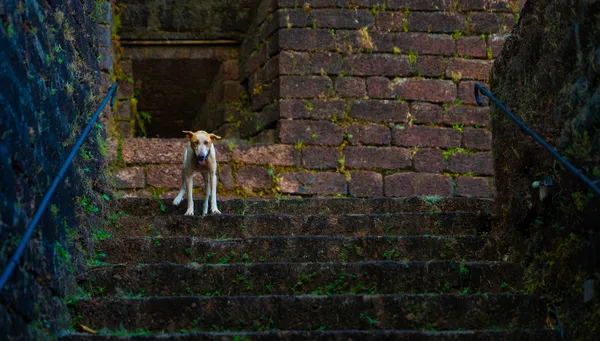 The Ancient Gatekeeper thumbnail