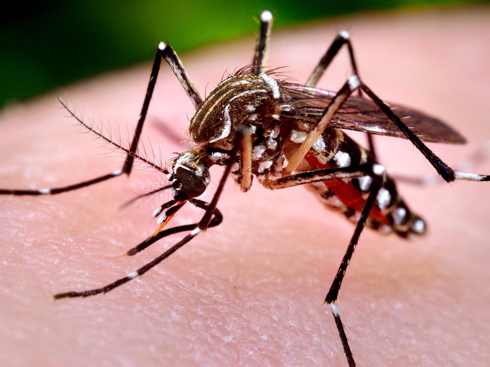 Aedes mosquito 