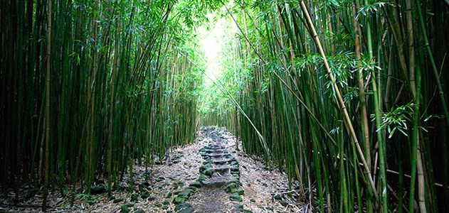 Bamboo forest