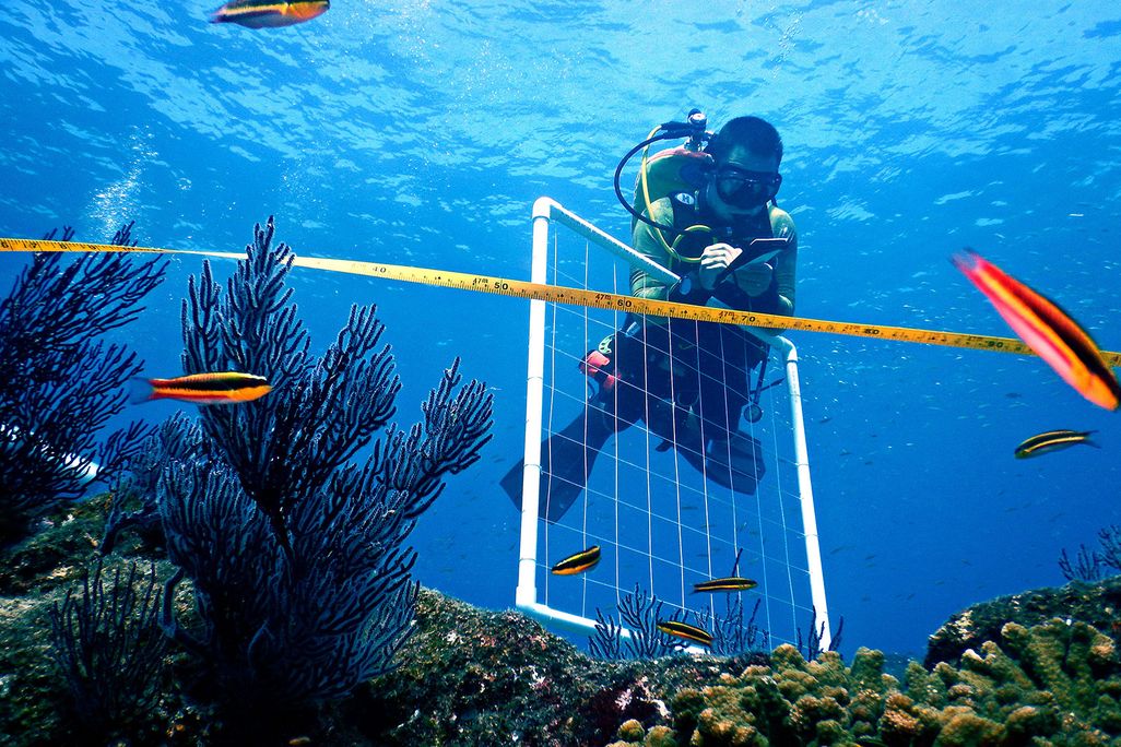Diver Monitoring Coral Reef