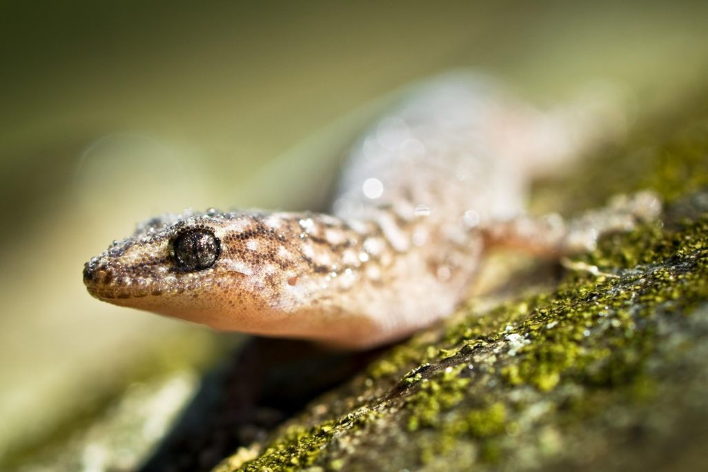 gecko