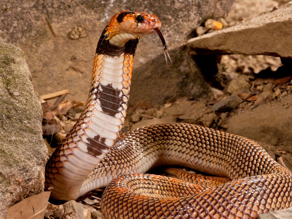 Cape coral snake