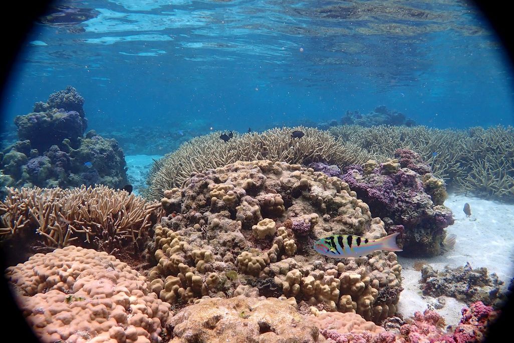 An underwater view of a coral reef with fish swimming nearby