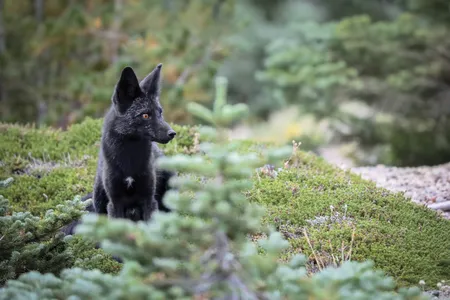 The Cascade red fox (which isn't always red) does not hibernate. Along with pocket gophers, voles, birds and snowshoe hares, it eats fruits and insects.&nbsp;