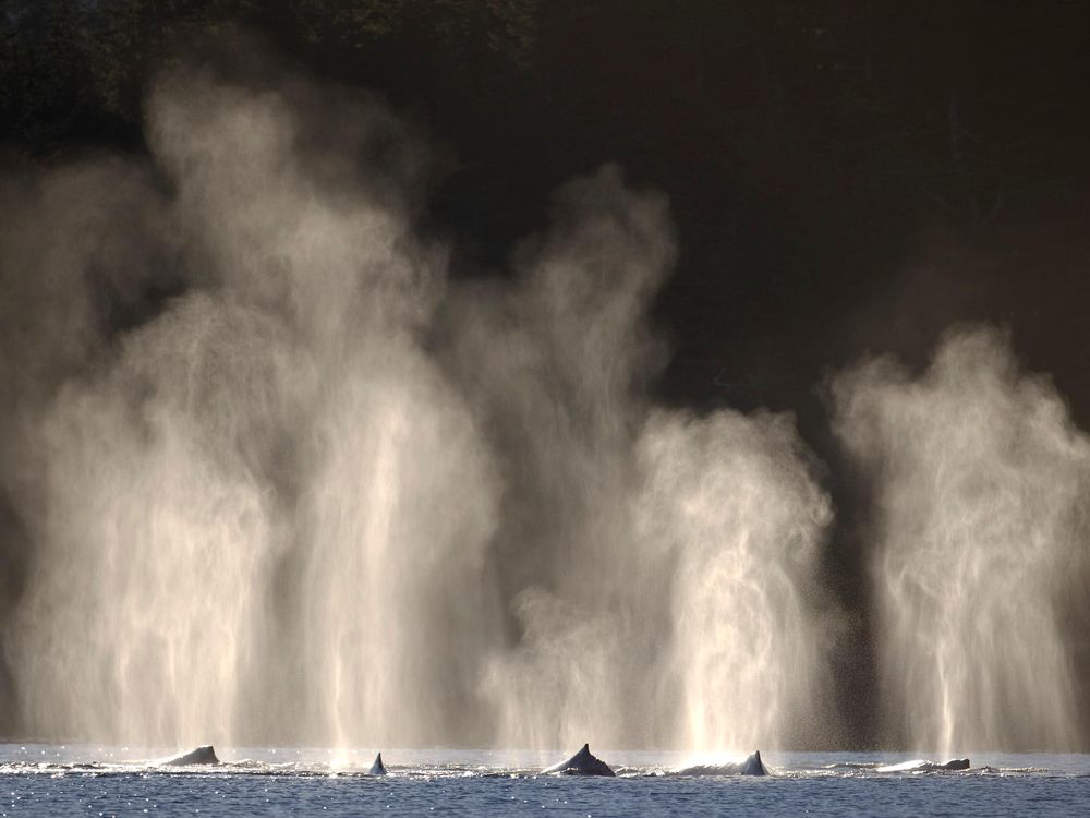 Humpback Whale Spouts