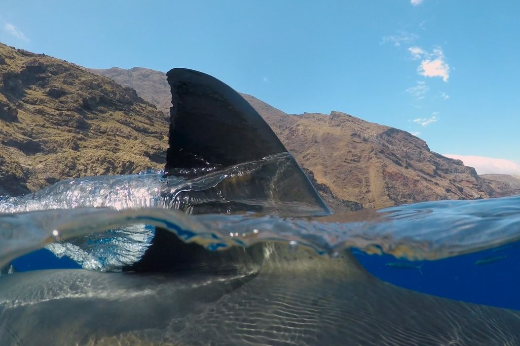 Great white shark fin