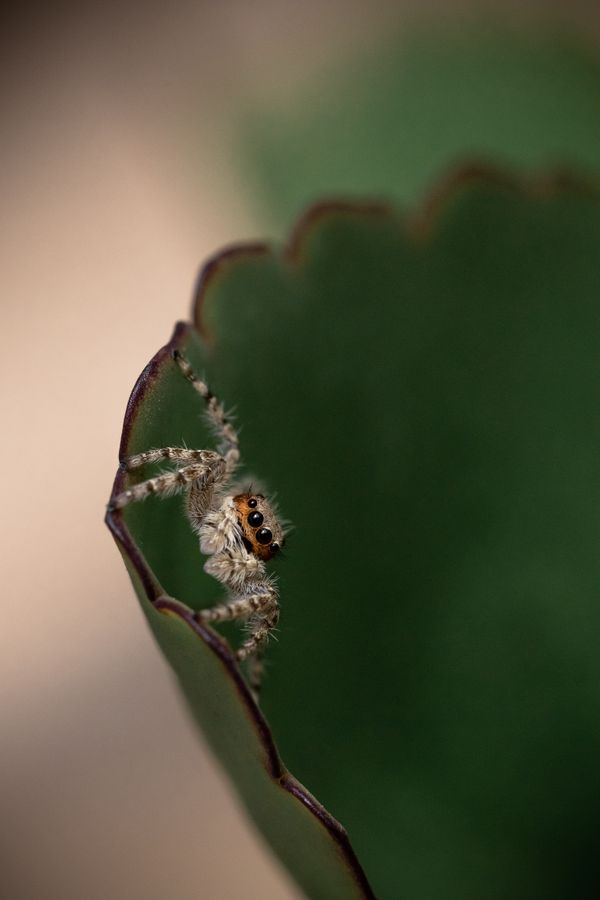 Curious spider on a succulent petal thumbnail