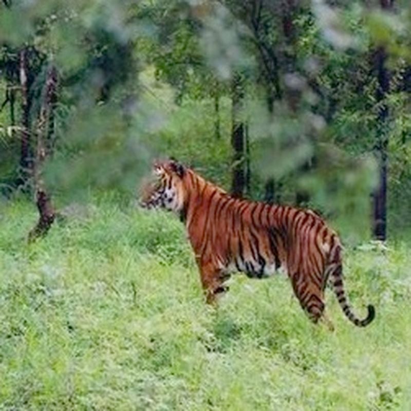 Endangered tiger population in ground-breaking population modelling study