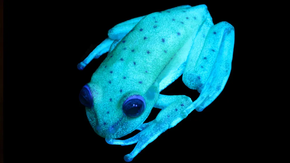 Fluoro Frog 1