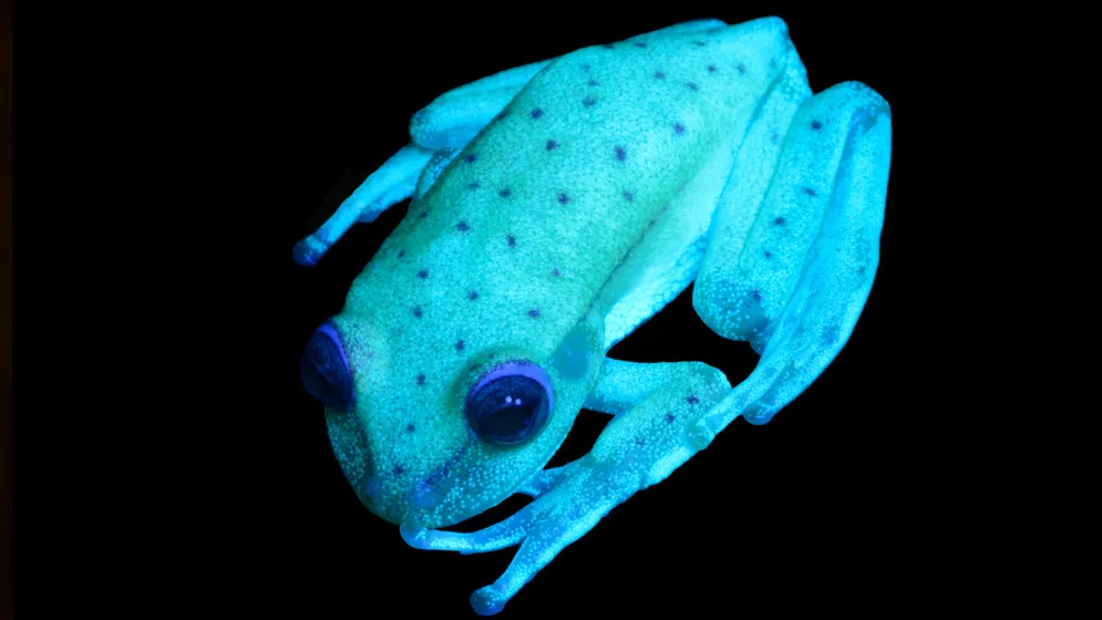 Researchers Find the First Naturally Fluorescent Frog Species | Smithsonian