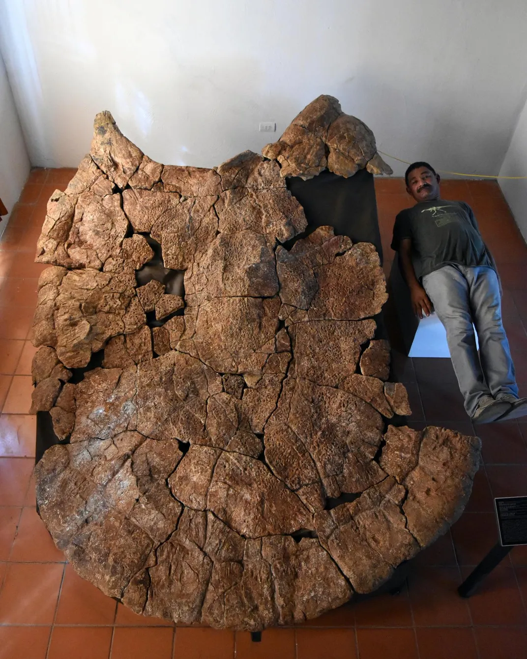 Man lays down next to 10-foot turtle shell fossil