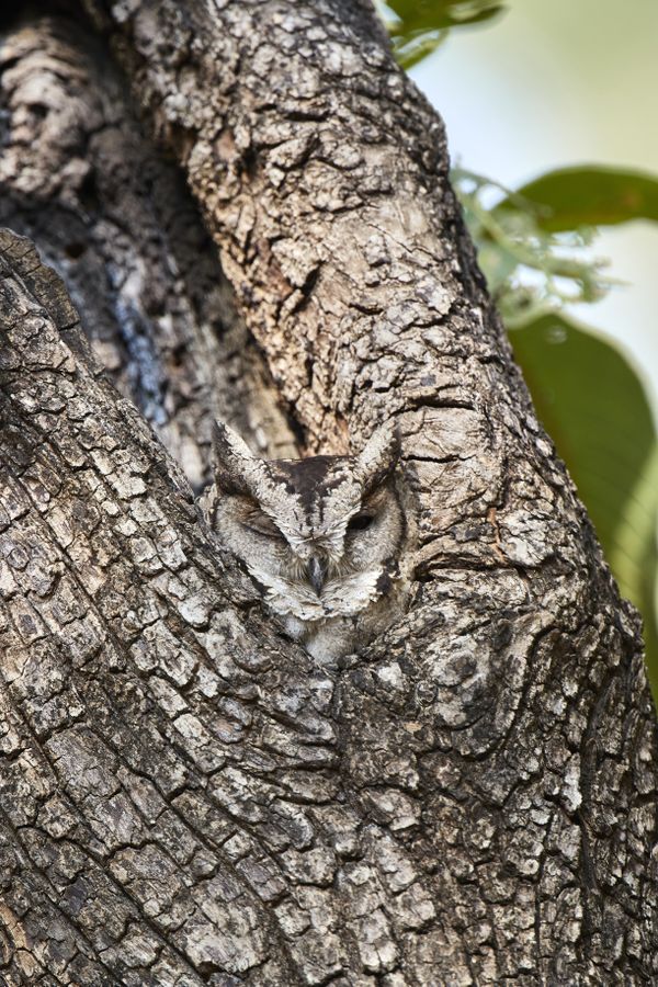 Eurasian Scops Owl Hidden in Plain Sight thumbnail