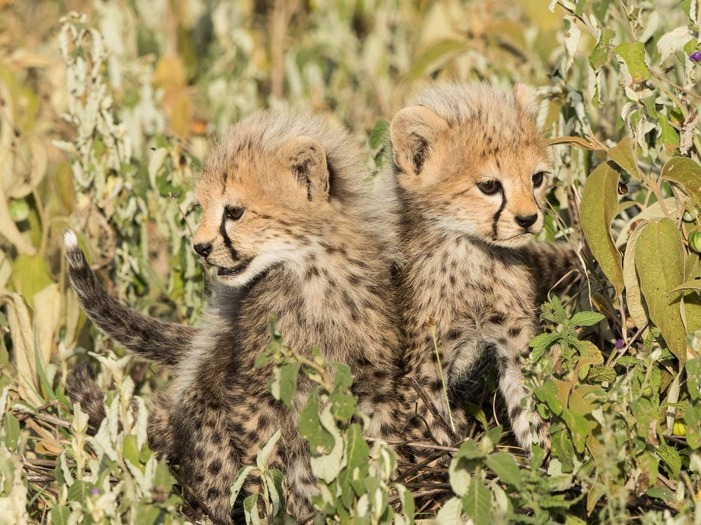 Two adorable cheetah cubs | Smithsonian Photo Contest | Smithsonian